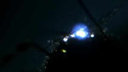 Aufkleber - Bright blue light is shining through a dark forest with frozen branches covered in ice. The blurry background adds to the abstract nature of the image