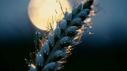 Poster - Close up view of a single wheat stalk covered in glistening dew drops with golden light from the setting sun in the background