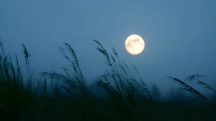 Aufkleber - Full moon rises over lush green grass, casting a serene glow in the tranquil night sky
