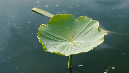 Poster - Green lotus leaf with water drops floats peacefully on a calm pond on a beautiful summer day, creating a serene scene. The vibrant leaf contrasts with the clear water, showcasing nature's beauty