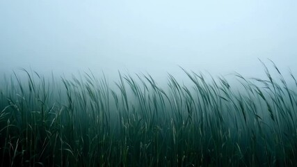 Poster - Tall grass sways gently in misty meadow, creating peaceful atmosphere. Green against blue sky evokes calm and tranquility, ideal for nature designs