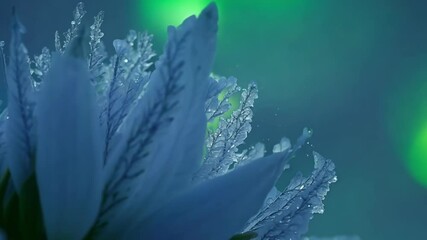 Aufkleber - Close up of a frozen plant covered in snow with the green northern lights glowing in the background. The plant is covered in ice crystals