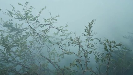Aufkleber - Green branches with leaves are emerging from a thick fog, creating a mysterious and captivating scene. The delicate leaves and intricate branches add a touch of elegance to the misty ambiance