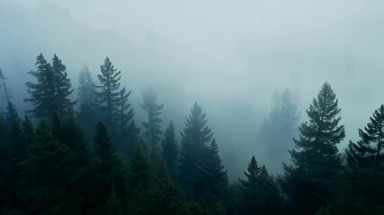 Aufkleber - Dense fog is obscuring the view of evergreen trees in a pacific northwest forest, creating a mysterious and atmospheric scene