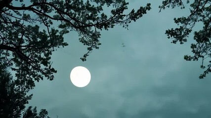 Aufkleber - Bright full moon shines on leafy trees under a teal cloudy sky, creating a serene atmosphere. Moonlight bathes nature in a captivating glow, enhancing the tranquil beauty of the night