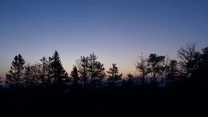 Poster - Tall trees stand against a colorful evening sky, casting shadows in a serene forest setting. The tranquil beauty of nature at dusk, blending coniferous and deciduous elements
