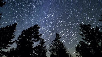 Poster - Captivating night sky with star trails above dense evergreen forest, creating mesmerizing effect. Dark tree silhouettes against starry backdrop make serene scene