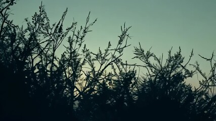 Aufkleber - Silhouetted trees emerge from fog at sunset, creating a mysterious atmosphere. Shadows and light play in contrast, branches sway gently in twilight