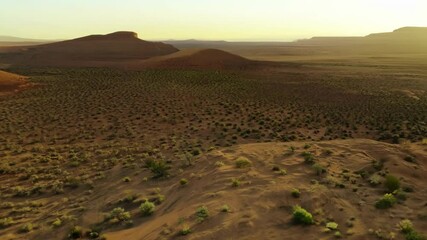 Poster - Golden light bathes a desert landscape, casting long shadows over the shrubs and highlighting the texture of the sand dunes