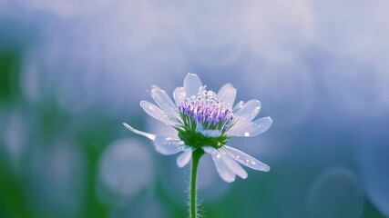 Poster - White wildflower with a purple center blooms beautifully in a lush field, adorned with dew drops, exuding purity and innocence in a peaceful meadow