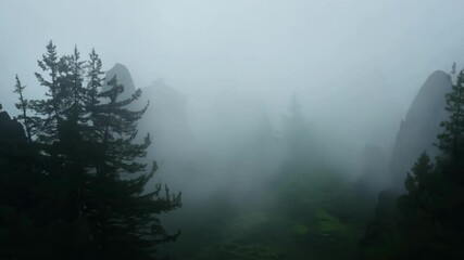 Aufkleber - Silhouettes of evergreen trees are emerging from a thick fog, creating a mysterious and moody atmosphere in a mountain landscape