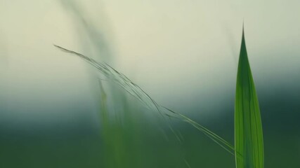 Poster - Single blade of grass stands tall in a field, surrounded by a blurred background, creating a calming and fresh atmosphere perfect for a wallpaper