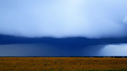 Wall Mural - Approaching storm front moving over a golden field of wheat, creating a dramatic contrast between the bright yellow and the dark blue