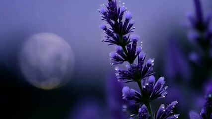Aufkleber - Lavender flowers blooming under a full moon, creating a serene and magical atmosphere perfect for relaxation and contemplation