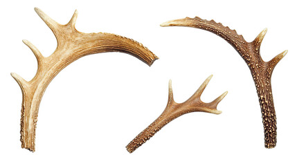 Poster - Set of Reindeer Antlers Displayed on a White Background Generative AI