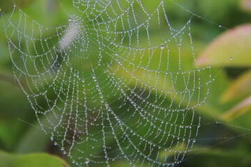 Spider web with morning dew against green backdrop