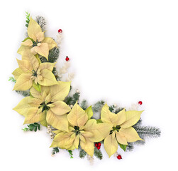Wall Mural - christmas decoration. flowers of white yellow poinsettia, branch christmas tree, berries mistletoe, 