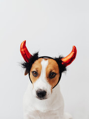 Sticker - Adorable portrait of Jack Russell Terrier dog with red devils horns headband on his head isolated on white background. Creative Halloween concept