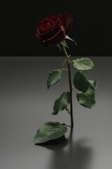 Sticker - Elegant Black Rose on Dark Background: A Stunning Decorative Image for Romantic or Artistic Use