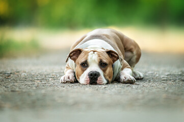 Poster - dog American Staffordshire terrier portrait with a thoughtful or sad look