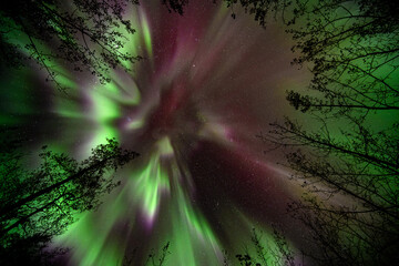 Wall Mural - looking up at colorful aurora corona, starry sky and trees. green and purple. heaven
