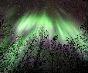 Wall Mural - a curtain of colorful aurora and stars behind silhouette of trees. green and purple