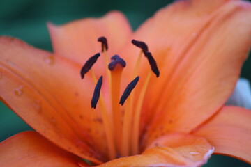 Close up of orange flower