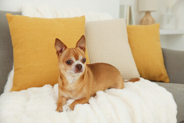 Cute chihuahua dog on sofa in room