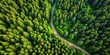 © Udomner - Aerial view of forest path surrounded by dense trees, aerial view, forest, path, trees, nature, greenery, landscape