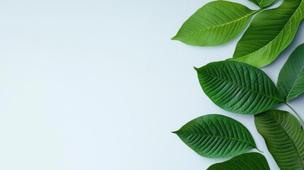Poster - Green leaves on a light background, nature's beauty, fresh and vibrant.