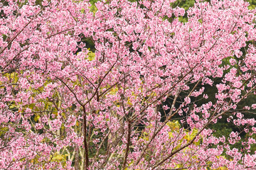 Wall Mural - Phaya suae flower or sakura flower in Thailand