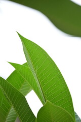 Wall Mural - beautiful green leaf texture in springtime, water drop on frangipani leaves