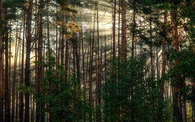 Wall Mural - Sunbeams breaking through tree branches. Nice autumn morning. Walks in nature.