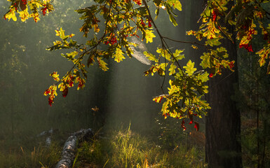 Wall Mural - Sunbeams breaking through tree branches. Nice autumn morning. Walks in nature.