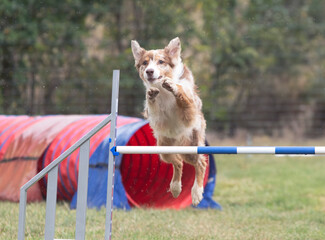 Poster - dog and agility