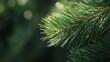 © IMAGINIAC - Close-up of a pine branch with blurred background