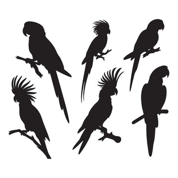 Set of parrot silhouette vector on white background