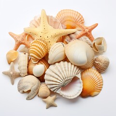 Set of exotic sea shells on white background.