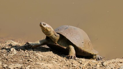 Canvas Print - A helmeted terrapin (Pelomedusa subrufa) basking on land, South Africa