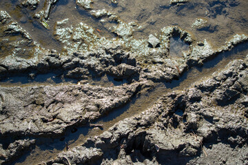 A muddy, rocky shoreline with a lot of debris and mud