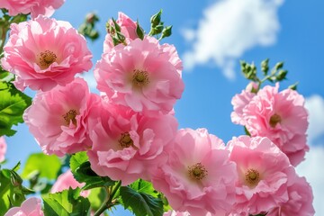 pink musky roses in close-up on a white isolated background