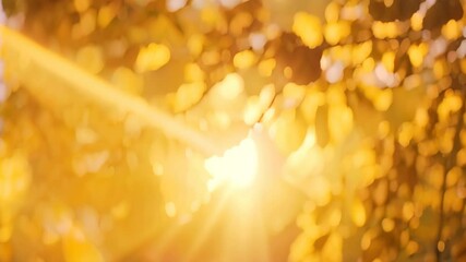 Poster - Golden leaves illuminated by bright sunlight, creating a warm and inviting autumnal scene, Sunlight filtering through a canopy of golden leaves