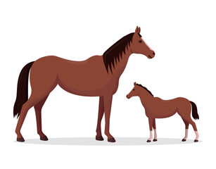 Horse and foal on a white background. Vector illustration.