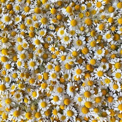 Chamomile flower texture background, fresh Matricaria chamomilla flowers pattern, blooming