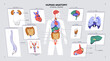 © Paper Trident - Human anatomy banner. Design of male body anatomical chart. Diagram of man with internal organs: heart, brain, lungs, intestine and reproductive, nervous, urinary systems. Flat vector illustration