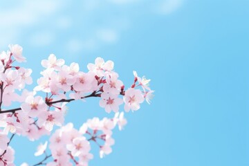 Wall Mural - Sakura with clean blue sky outdoors blossom flower.