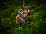 Goup of monkey lemur in up tree