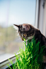 A tabby cat sits on the windowsill and looks out the window. There is a pot of grass nearby for the health of pets. The concept of pet care and healthy nutrition for domestic cats.