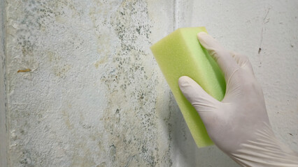 Gloved hand applies cleaning black mold on the wall