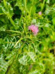 Wall Mural - milk thistle flower